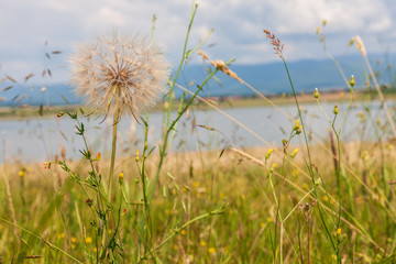 Obraz premium dandelion grass and sky