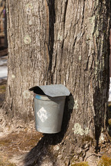 Old Maple Sap Collection bucket on a Maple Tree