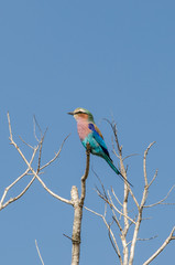 Lilac-breasted roller in Kruger National Park, South Africa.