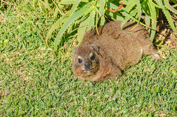 Cape hyrax warming up on the grass  in the Tsitsikamma National Park in South Africa