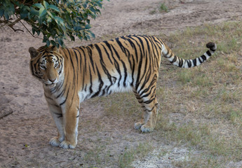 Bengal tiger in a captive enviornment