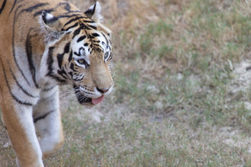Bengal tiger in a captive environment	