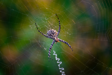 Spider on spider web
