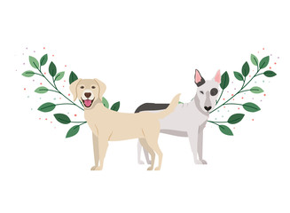 cute and adorable dogs on white background