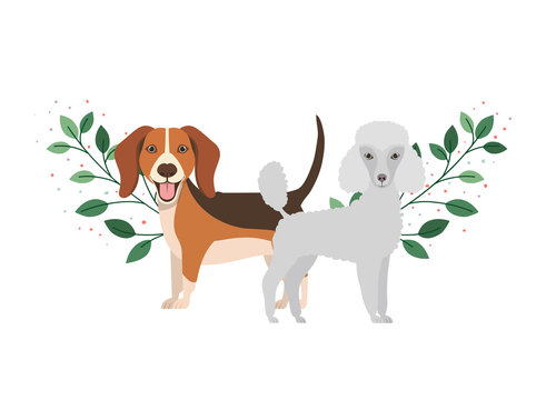 cute and adorable dogs on white background