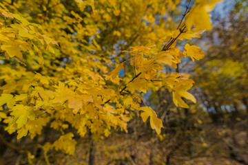 Autumn mood calm oak fruits and nuts on a tree in nature nice calm atmosphere.