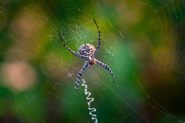 Spider on spider web