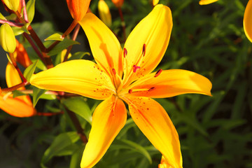 Beautiful yellow lily flower. Close-up. Background.