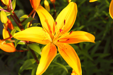 Fototapeta premium Beautiful yellow lily flower. Close-up. Background.