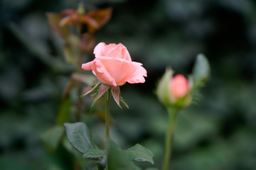 A bud of a gentle garden rose growing on a flowerbed of a city park. Romance and love. Exquisite gift. Close-up