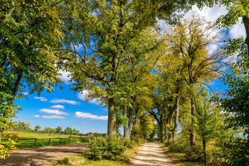 Allee in Masuren im Herbst