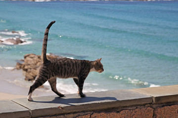 Obraz na płótnie Canvas cat walks near the ocean
