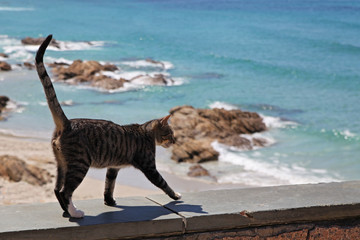 cat walks near the ocean. Cat on the beach