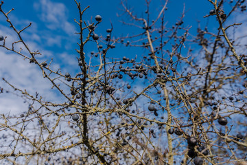 Autumn mood calm juniper bouquet in nature beautiful calm atmosphere.