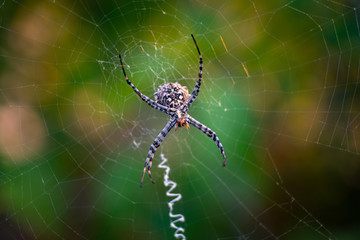 Spider on spider web