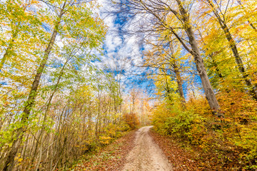 Autumnal nature with meadows and forests beautiful panorama calm day.