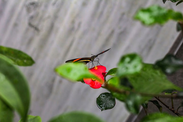 Butterfly moving its wings © Juan
