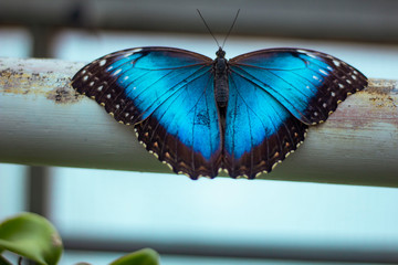 Blue butterfly - obrazy, fototapety, plakaty