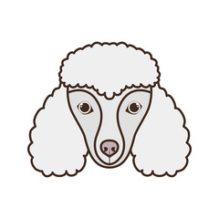head of cute poodler dog on white background
