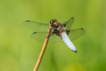 Broad-bodied chaser (Libellula depressa) resting on a blade of grass, nicely isolated against a green background