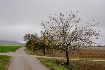 Autumnal nature with meadows and forests beautiful panorama calm day.