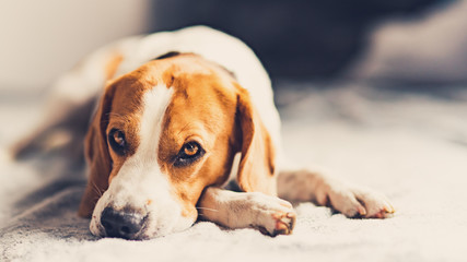 Dog lying down on sofa in bright room on blanket. Copy space
