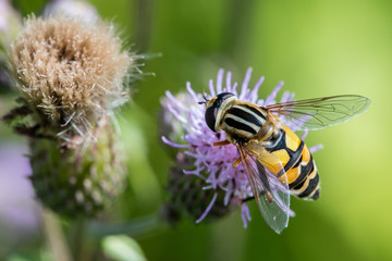 Helophilus trivittatus, a species of Palearctic hoverfly  feeding nectar on a thistle blossom