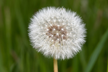 Seed head of a dandelion  wild flower (Taraxacum) in a green spring meadow