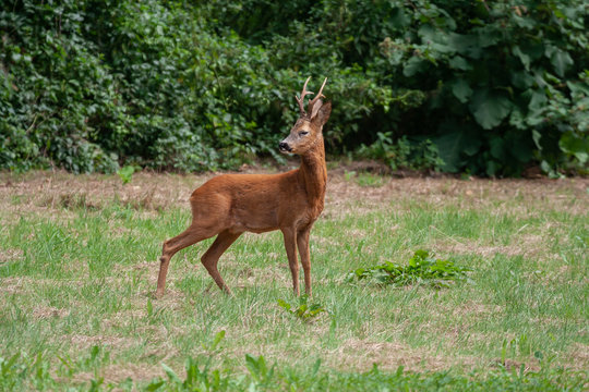 Beautiful wild roebuck on a meadow near the forest