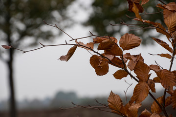 Dead leaf background, dead leaf textures, brown leaves on tree