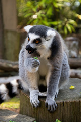 Close up Lemur monkey at the zoo, summer day. Cute extic animals.