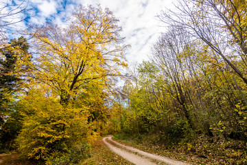 Fototapeta premium beautiful landscape in the nature. Trees fields and no people.