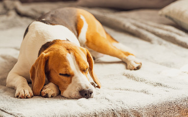 Dog sleeping on sofa in bright room on blanket. Copy space