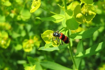 Trichodes apiarius on spurge flowers in spring, closeup