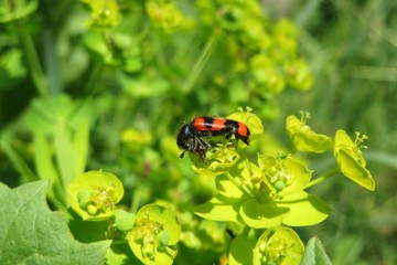 Trichodes beetle on spurge flowers