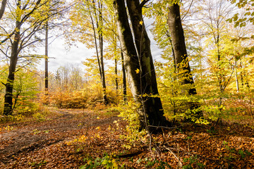 beautiful landscape in the nature. Trees fields and no people.