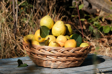 Yellow and green pears in the garden in a beautiful wicker basket. The concept of the fall harvest. The concept of the harvest and agriculture. Preparation of juices from pears and apples