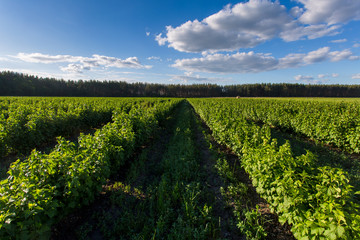 shrub of blueberries, bushes with future berries against the blue sky. Farm with berries