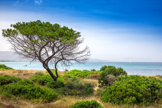 Budoni beach on Sardinia island, Sardinia, Italy, Europe.