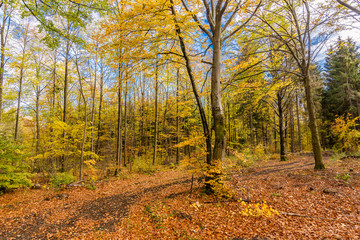 beautiful landscape in the nature. Trees fields and no people.