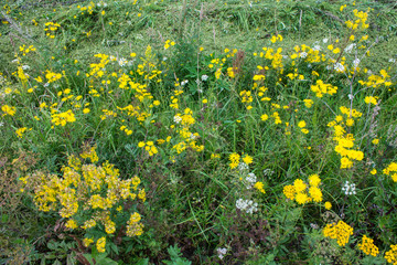 Meadow with yellow rape flowers close-up