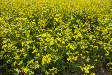 Obraz premium Meadow with yellow rape flowers close-up