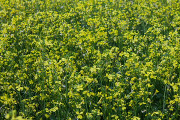 Meadow with yellow rape flowers close-up