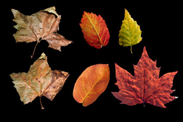 Different colored fall leaves. Set of olorful leaves isolated on black background. Autumn beautiful green, yellow, red and orange leaves, design element. Fall foliage