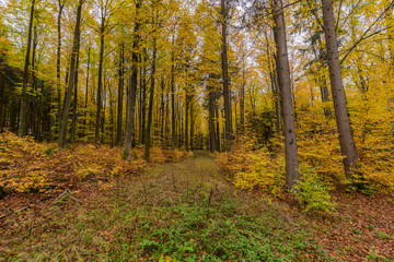 beautiful landscape in the nature. Trees fields and no people.