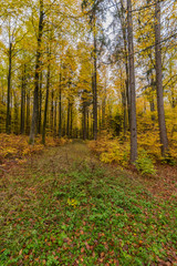 beautiful landscape in the nature. Trees fields and no people.