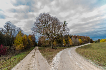 beautiful landscape in the nature. Trees fields and no people.