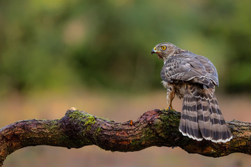Northern goshawk juvenile on a branch after diner in the forest of Noord Brabant in the Netherlands