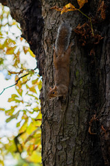 Fototapeta premium Portrait of a Brown Squirrel on rough bark texture