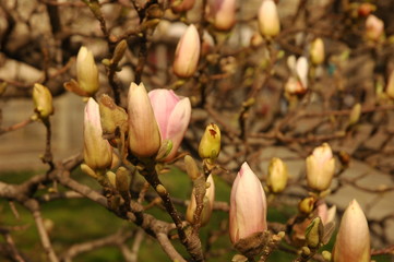 Milano duomo wuth blossom magnolia macro
